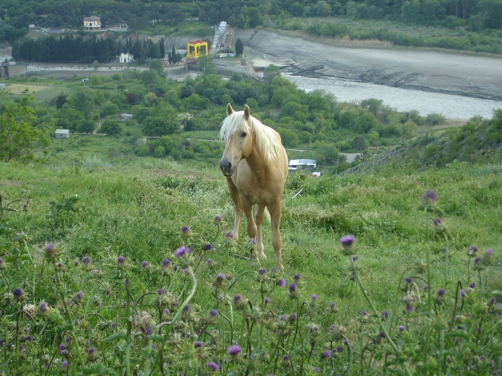 A horse on a slope, with a river and a dam below.