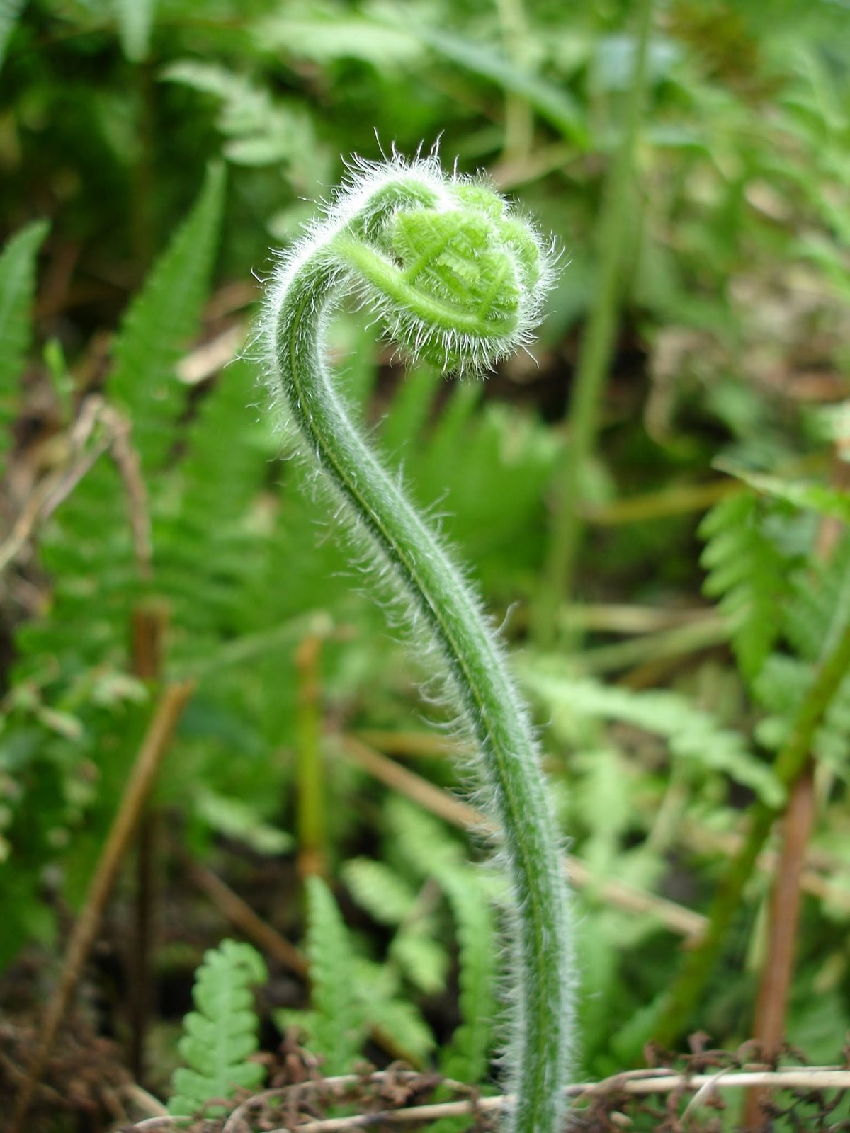 A young fern just unrolling its leaves.