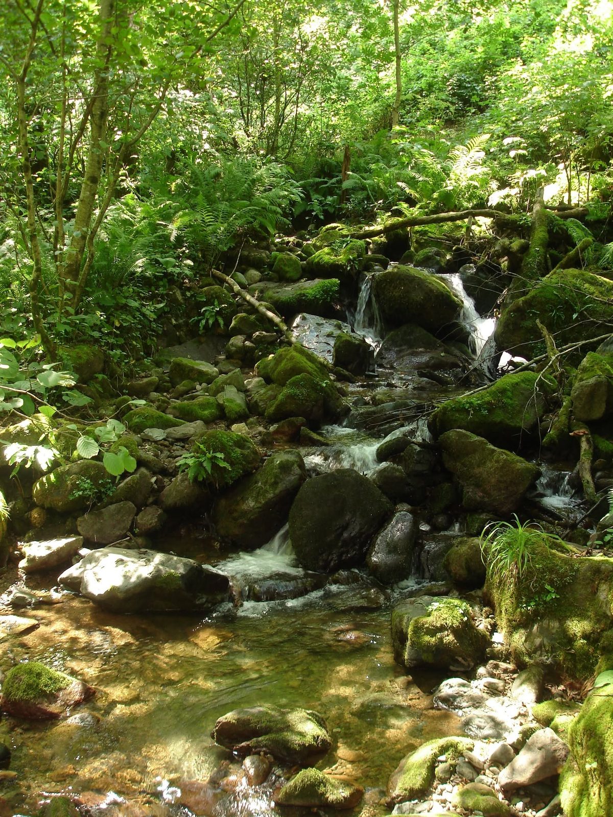 A stream in the forest: the water is cold even in the heat.