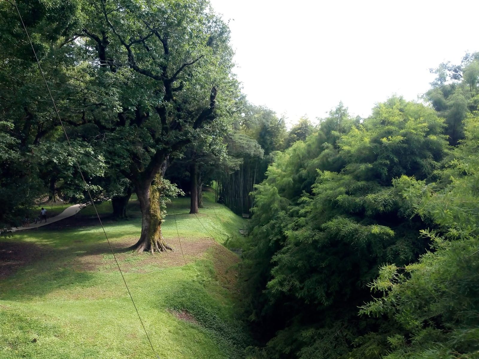 Old trees in a park: shade and silence.