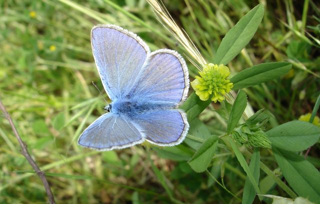 Summer in the woods and meadows: small discoveries
