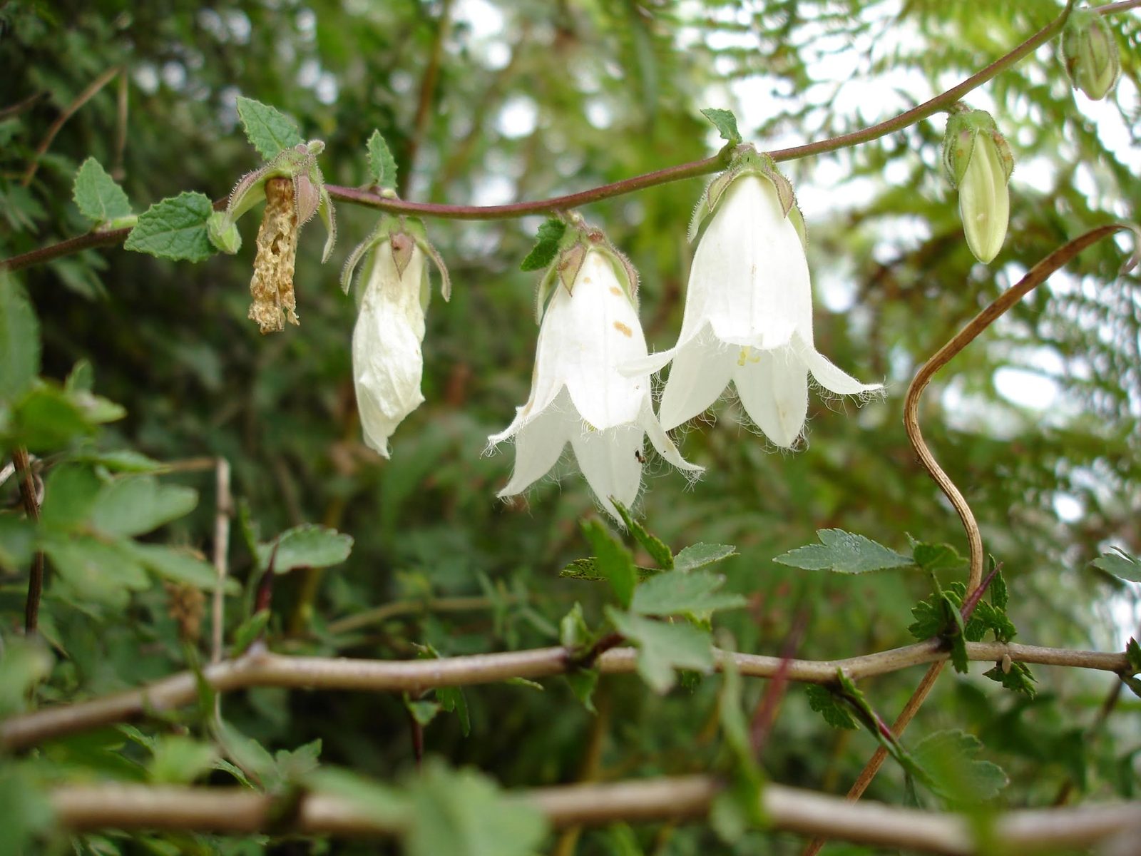 White bellflowers on a thin branch.