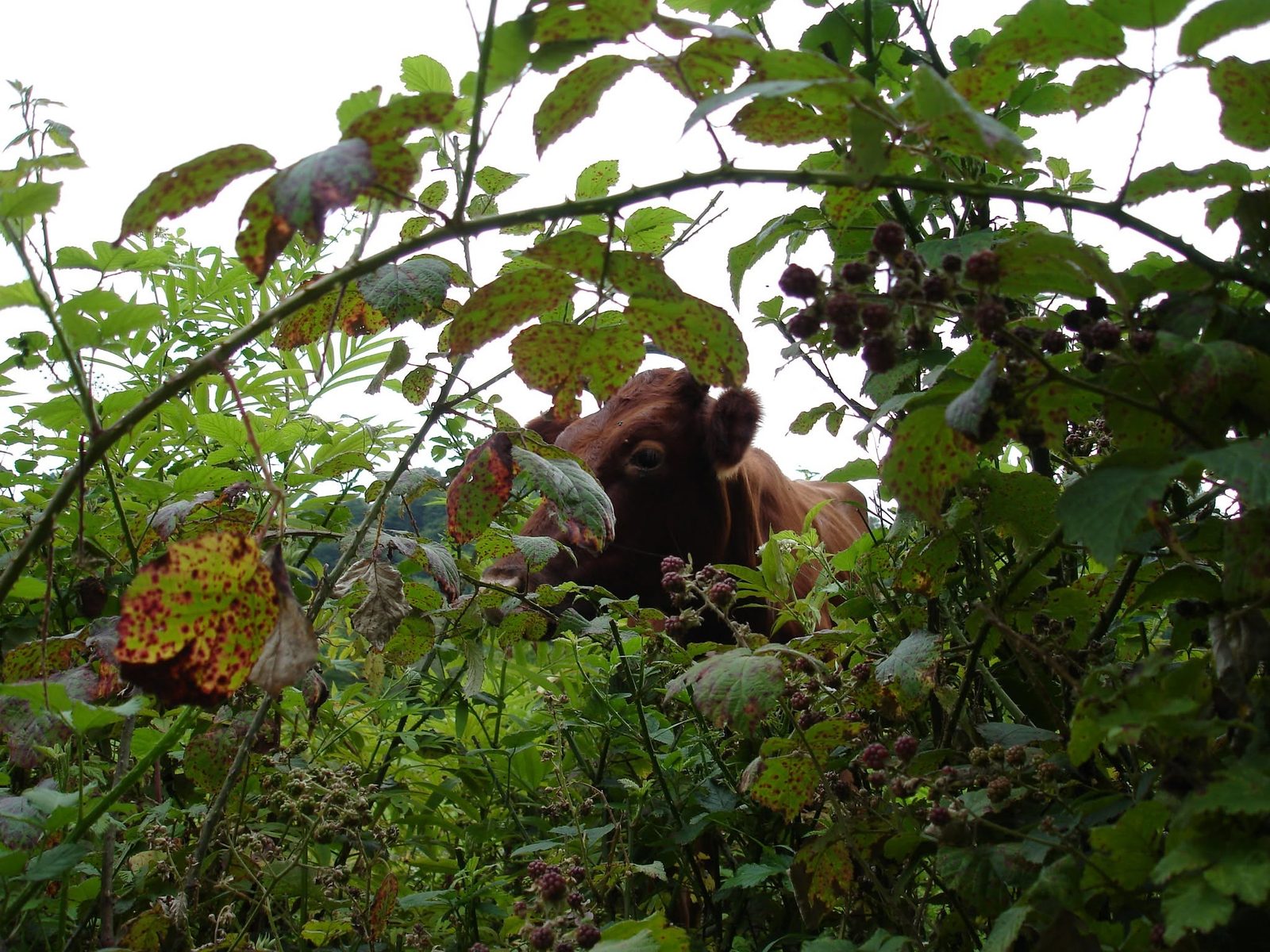 A cow peeking out from the blackberry thicket.