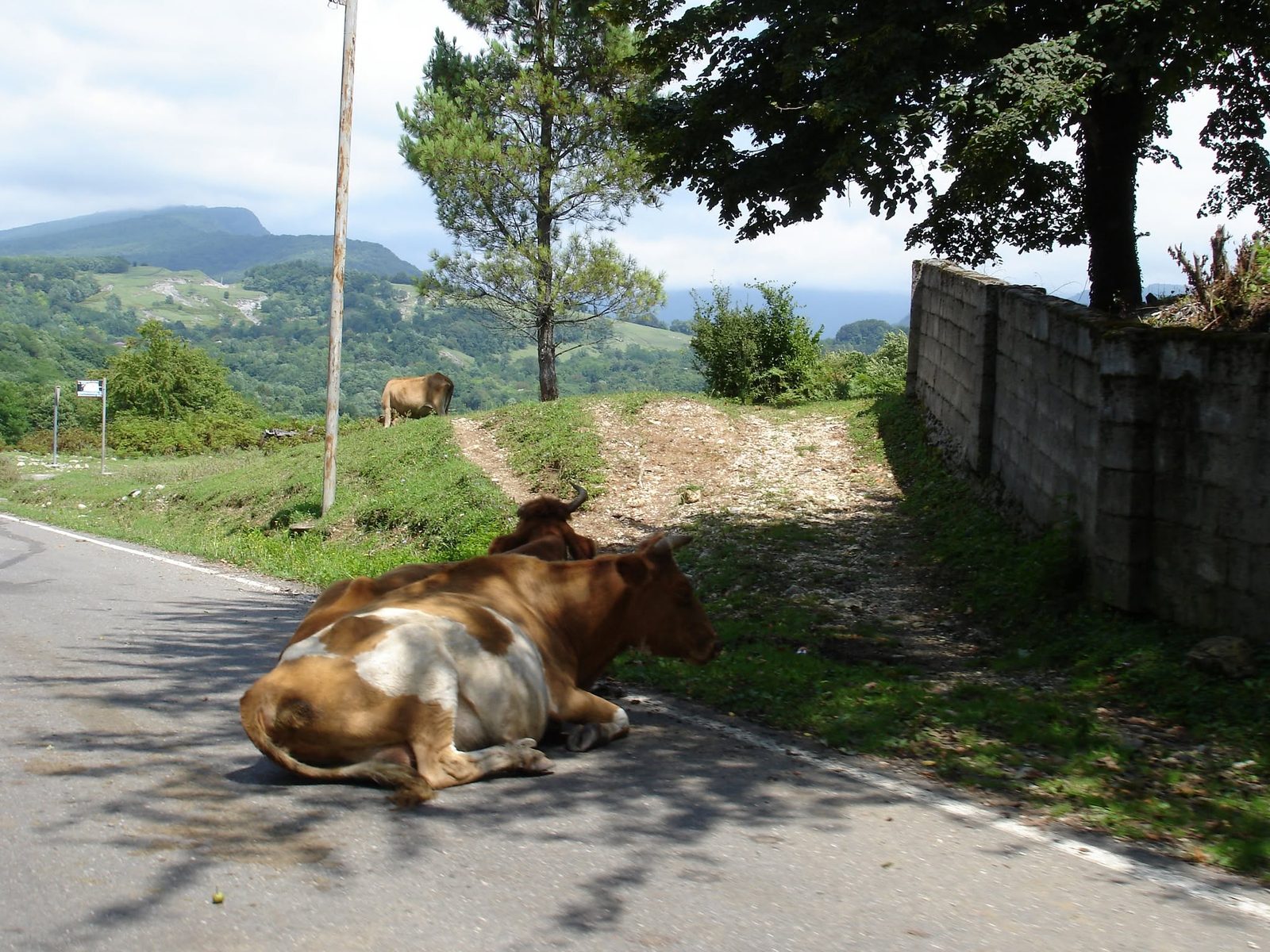 A rest by the roadside: the cow is in no hurry.