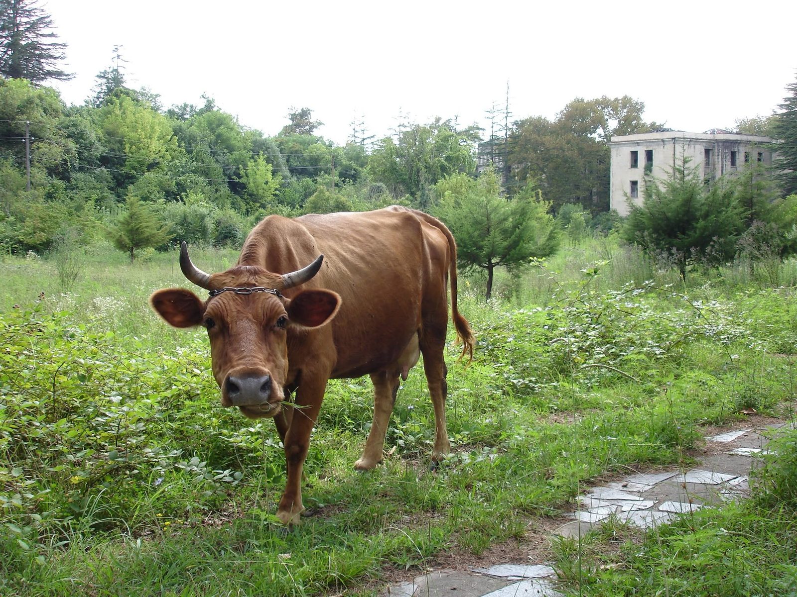A curious cow on a path by an old building.