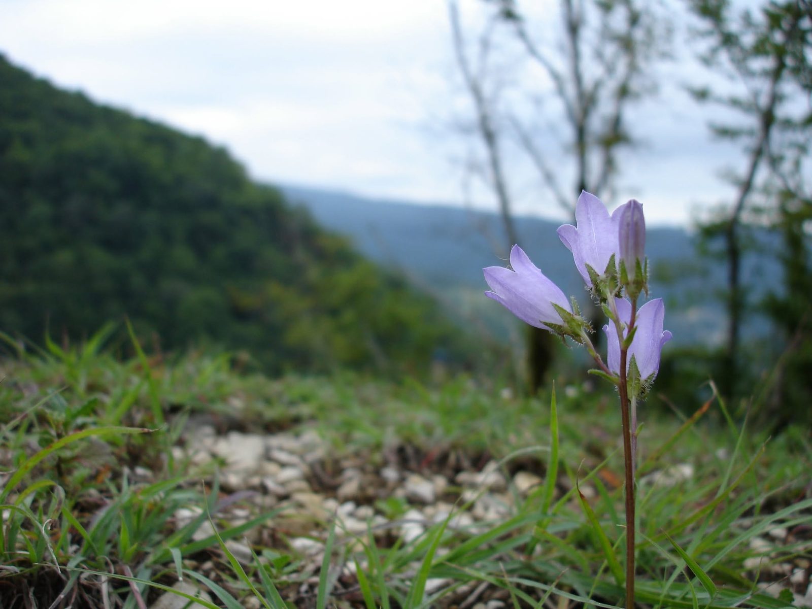 A lone flower on a slope with blurred hills behind it.