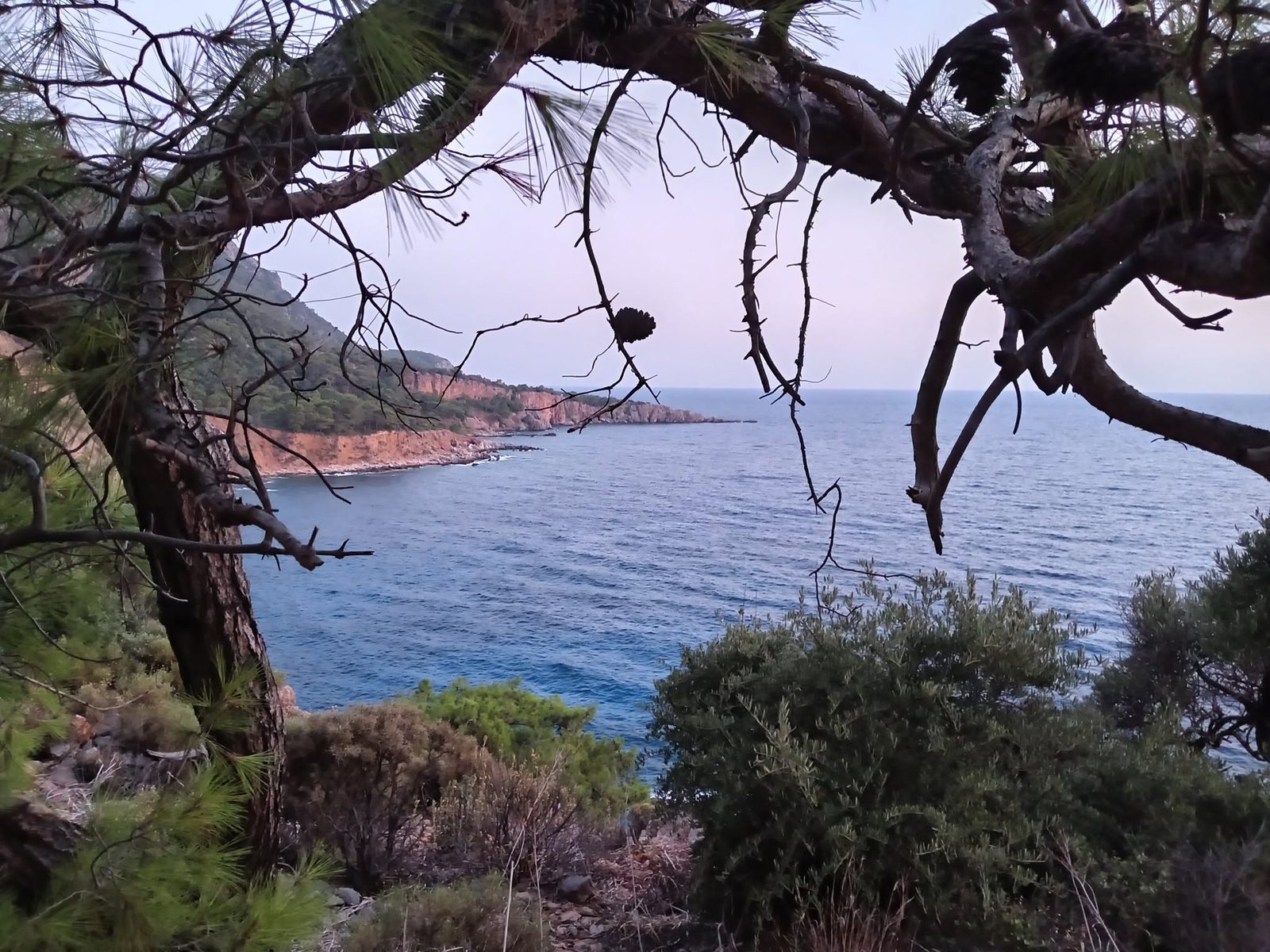 A rocky bay seen between pine branches.