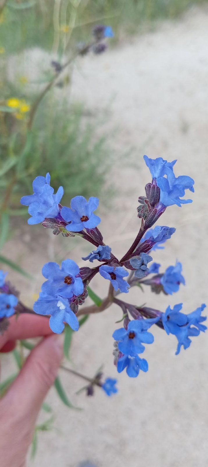 Little blue flowers by the path: you want to look at them more closely.