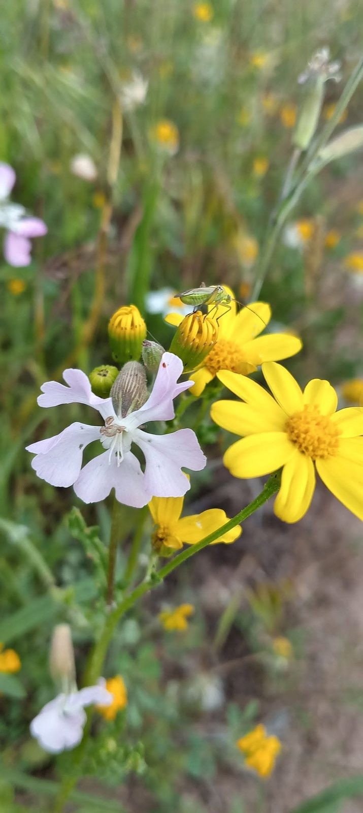 A spring meadow: yellow daisies and pale flowers.